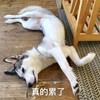 萌宠 汪星人 真的累了 难受 呆萌 可爱