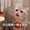 萌宠 喵星人 可以再来一顿火锅吗 我好喜欢吃火锅 呆萌 可爱