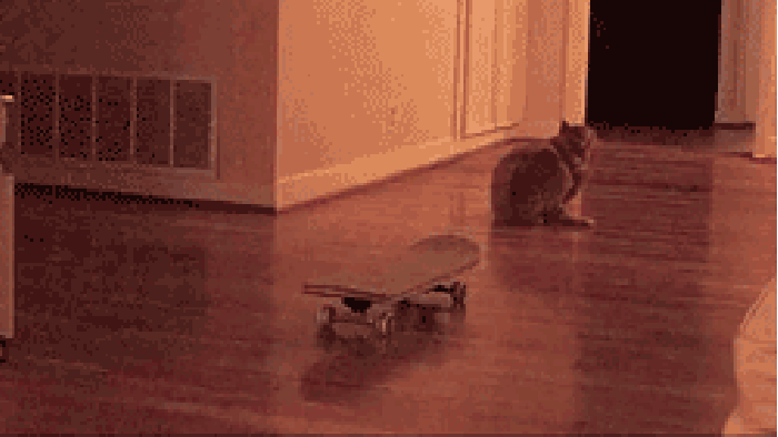 小猫 滑板 帅气 动物