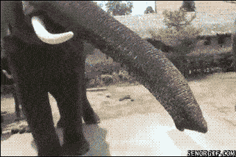 大象 抢手机 万万没想到 游客 拍照 悲剧 动物