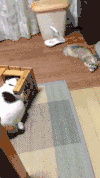 萌宠 搞笑 猫 害怕