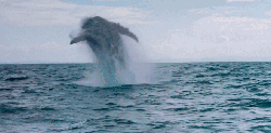 动物 海豚 纪录片 跳跃