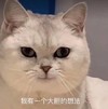 萌宠 猫星人 我有一个大胆的想法 思考 呆萌 可爱