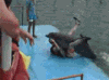 海豚 dolphin
