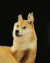 柴犬 狗狗 萌宠 dog