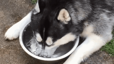 狗狗 玩水 搞笑 可爱