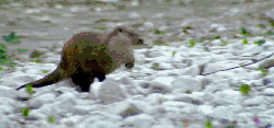 可爱 多瑙河-欧洲的亚马逊 奔跑 海狸 纪录片 萌