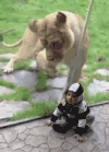 狮子 搞笑 孩子 玻璃