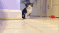 萌宠 猫星人 睡觉 呆萌 可爱