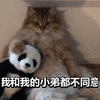 萌宠 猫星人 我和我小弟都不同意 生气 呆萌 可爱
