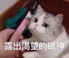 萌宠 猫星人 露出渴望的眼神 静静的看着你 期待 呆萌