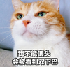 萌宠 猫星人 我不能低头 会被看到双下巴 呆萌 可爱