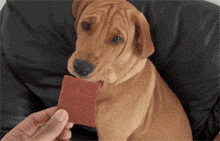 狗狗 巧克力 不吃 不屑