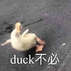 萌宠 小鸭子 大可不必 嫌弃 呆萌 可爱