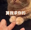 萌宠 猫星人 算我求你的 拜托了 呆萌 可爱