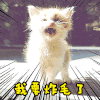 萌宠 猫星人 我要炸毛了 别惹我 生气 搞怪