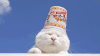 猫咪 转头 眯眼