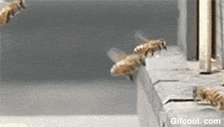 撞击 空难 蜜蜂