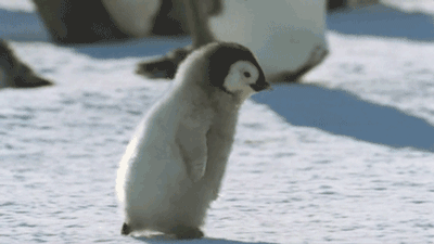 企鹅 奔跑 可爱 南极