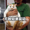 萌宠 猫星人 不敢轻举妄动 不敢动 呆萌 可爱