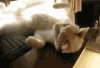 猫猫 可爱 卖萌 翻滚
