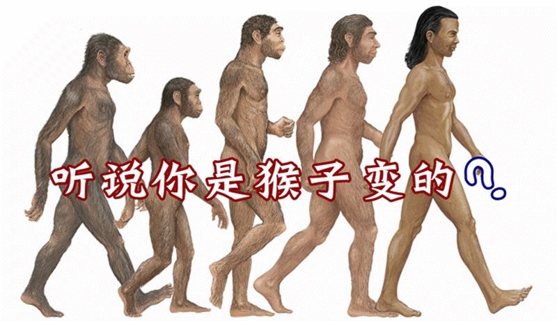 进化 猿猴 人类 听说你是猴子变的