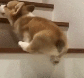 狗狗 上楼梯 搞笑 着急 小短腿