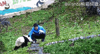 大熊猫 国宝 饲养员 萌