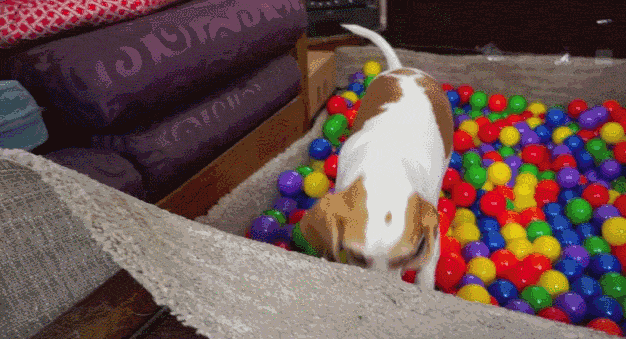 狗狗 可爱 玩耍 海洋球