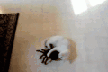 猫咪 狗狗 蜘蛛 玩耍