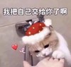 萌宠 喵星人 我把自己交给你了 害羞 呆萌 可爱