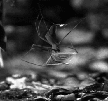 蜘蛛 捕食 自然 蜘蛛网