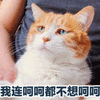 猫 呵呵 拒绝 不想