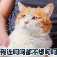 猫 呵呵 拒绝 不想