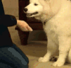 握爪