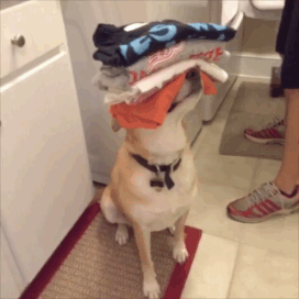 狗狗 真能干 用头顶衣服 洗衣机