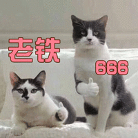 猫 萌宠 喵星人 赞 老铁 666 soogif soogif出品