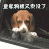 狗狗 失落 伤心 可爱
