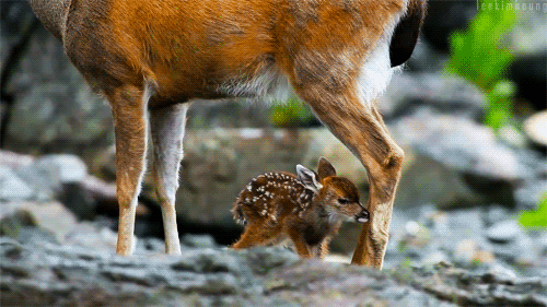 自然 动物 鹿 可爱的