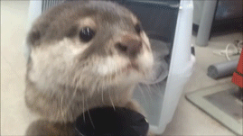 水獭 无辜 表情包 假装听不懂的样子 otter