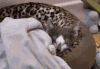 猫咪 睡觉 盖被 恩爱