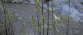 竹子 流水 郊外