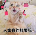 猫咪 人家真的想要嘛 可爱 撒娇 口红 斗图