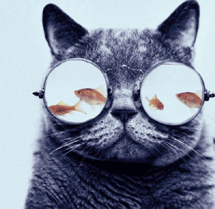 猫咪 戴眼镜 小鱼 创意