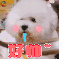 狗 萌宠 汪星人 好帅 soogif soogif出品