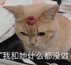 萌宠 猫星人 我和他什么都没做 我是无辜的 呆萌 可爱