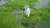 企鹅 penguin