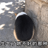 生气 哄不好 搞怪 可爱