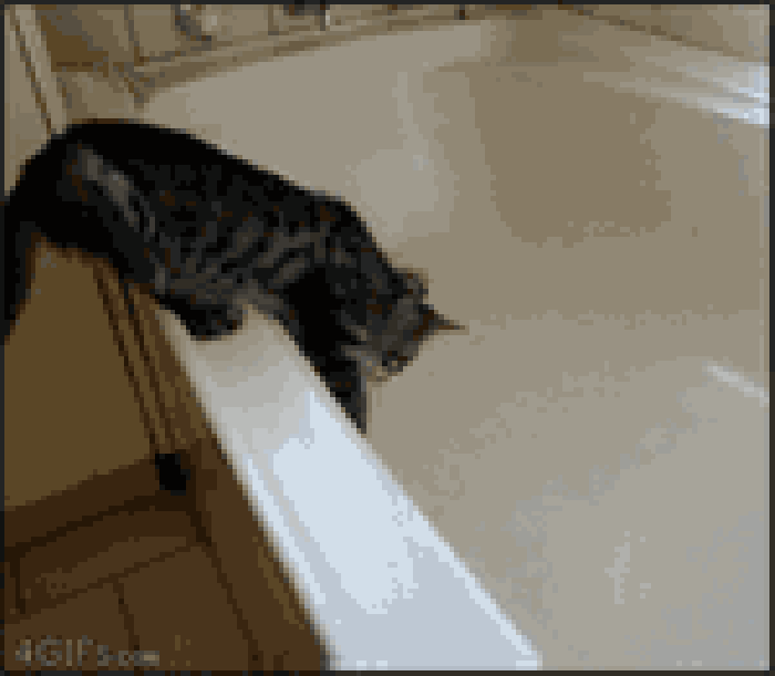 小猫 浴缸 玩耍 调皮