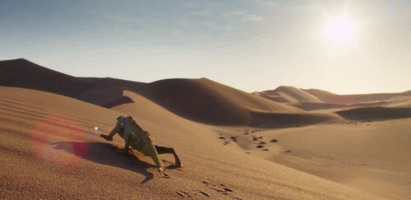 地球脉动 沙漠 爬行 纪录片 缓慢 蜥蜴